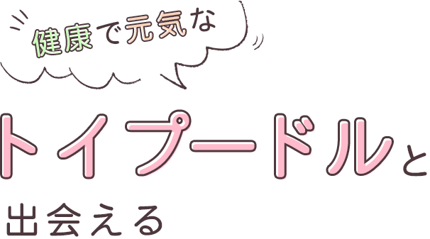 健康で元気なトイプードルと出会える